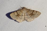 Adactylotis contaminaria