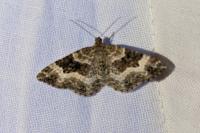 Epirrhoe alternata