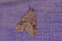 Parapoynx stratiotata
