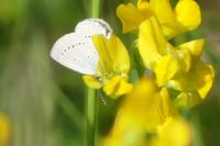 Cupido minimus