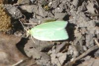 Tortrix viridana