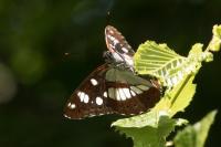 Limenitis reducta