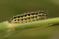 Zygaena trifolii
