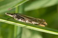 Crambus lathoniellus