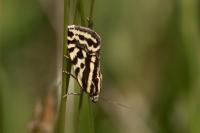 Emmelia trabealis
