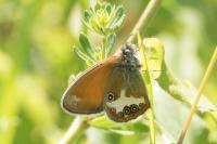 Coenonympha arcania