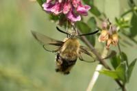 Hemaris tityus