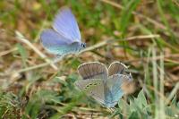 Glaucopsyche alexis