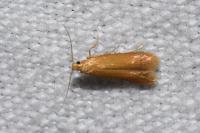 Tischeria