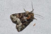 Oligia
