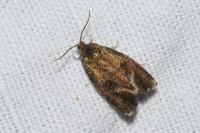 Ptycholoma lecheana