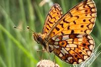 Boloria selene