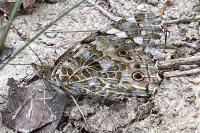 Vanessa cardui