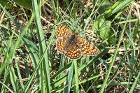 Melitaea phoebe