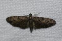 Eupithecia abbreviata