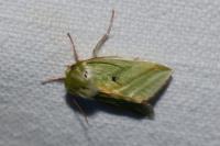 Pseudoips prasinanus