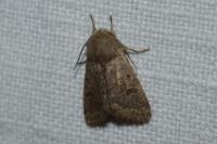 Orthosia cruda