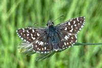 Pyrgus malvae