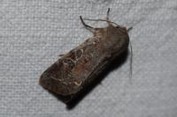Orthosia incerta
