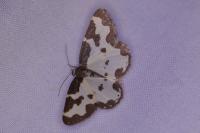 Lomaspilis marginata