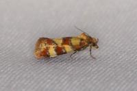 Aethes tesserana