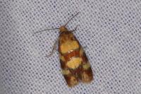 Aethes tesserana