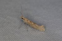 Plutella xylostella