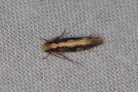 Monopis crocicapitella