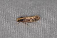 Monopis crocicapitella