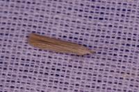 Coleophora