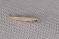 Coleophora