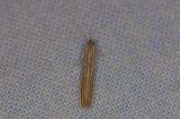 Coleophora