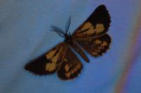 Bupalus piniaria