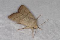 Charanyca trigrammica