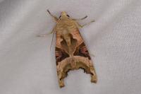 Phlogophora meticulosa