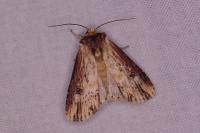 Axylia putris