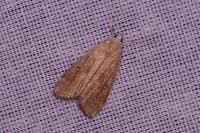 Parapoynx stratiotata