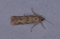 Homoeosoma sinuella