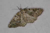 Cleorodes lichenaria