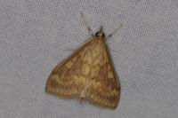 Ostrinia nubilalis