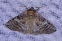 Tethea ocularis