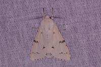 Acronicta leporina