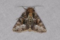 Oligia