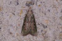 Aphomia sociella