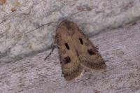 Agrotis exclamationis