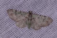 Pasiphila rectangulata