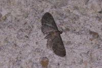 Eupithecia haworthiata