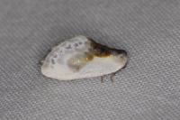 Cilix glaucata