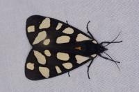 Arctia villica