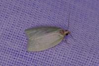 Tortrix viridana